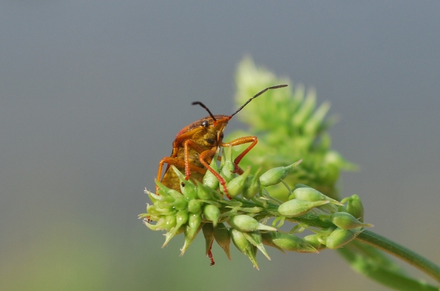 Pentatomidae: Carpocoris purpureipennis del Bolognese